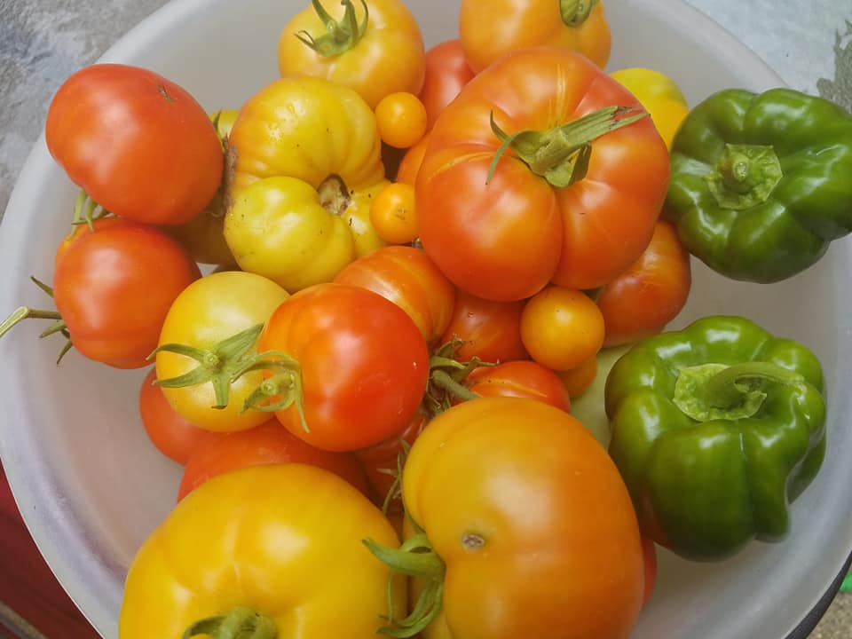 Here Comes the Sun… (Gardening)